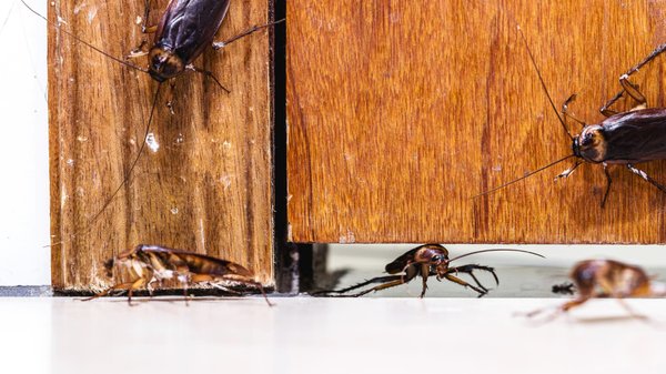 Cafards et santé : les risques à ne pas négliger !